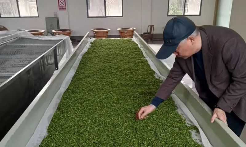 关于阳新：“一片叶”产业链不断延伸 小茶叶成就大产业的相关内容(1)