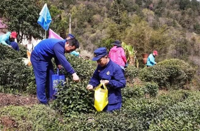 关于湖北宜昌：火焰蓝“学雷锋”，为困难群众“抢”摘春茶的最新消息