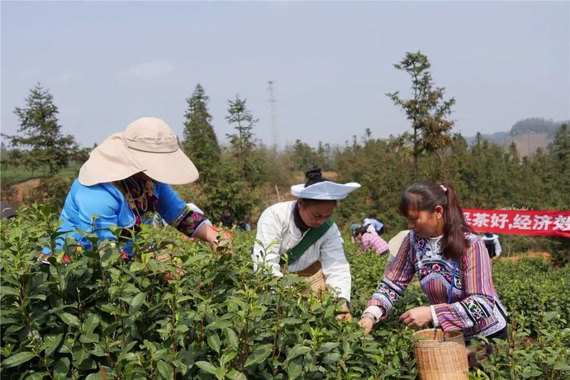 关于2023年贵州茶产业技能培训走进贞丰的内容(2)