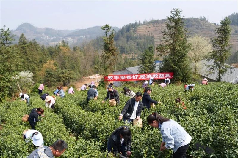 关于2023年贵州茶产业技能培训走进贞丰的内容