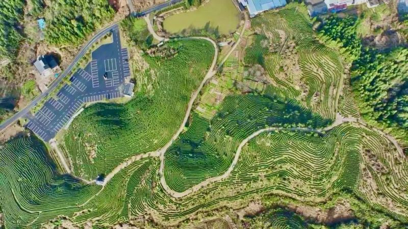 关于铜鼓春茶开采！茶飘香，采茶忙的最新消息(3)