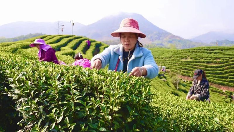 关于铜鼓春茶开采！茶飘香，采茶忙的最新消息(1)