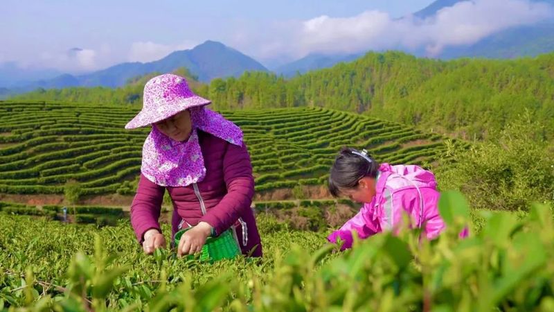 关于铜鼓春茶开采！茶飘香，采茶忙的最新消息(2)