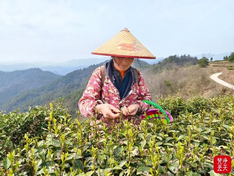 关于江口县官和乡 轻抿一口春！阳光和熙好采茶的新闻(2)