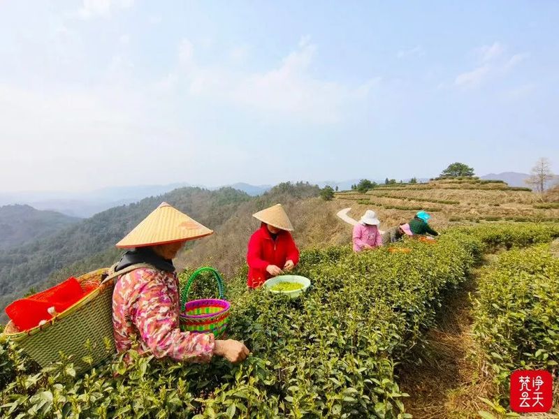 关于江口县官和乡 轻抿一口春！阳光和熙好采茶的新闻