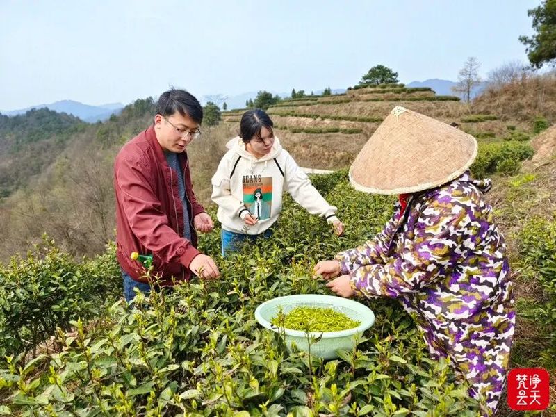 关于江口县官和乡 轻抿一口春！阳光和熙好采茶的新闻(1)