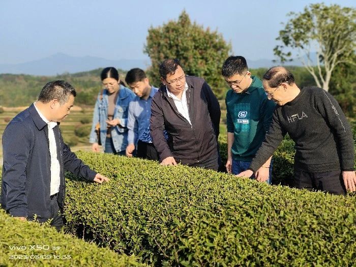 有关于湖南省农业科学院专家在长沙县开展春茶生产科技服务的最新消息