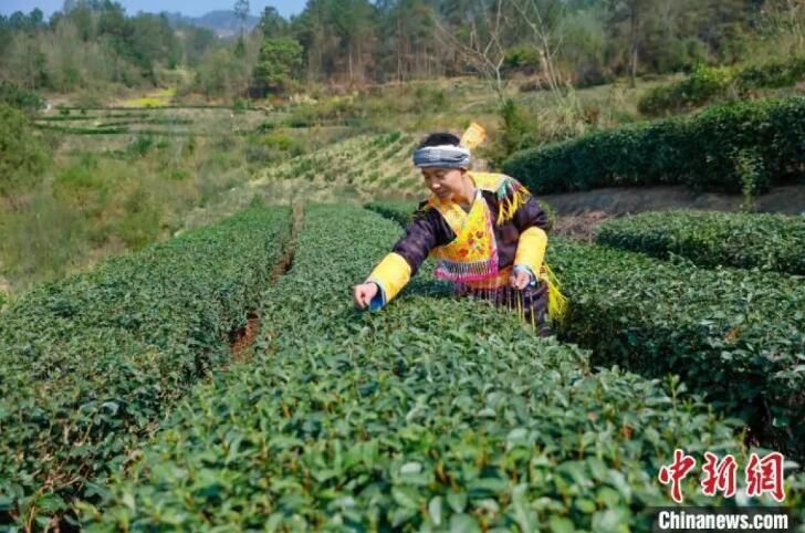 关于四川古蔺：苗乡春茶开采 尝春天第一口“鲜”的资讯(2)