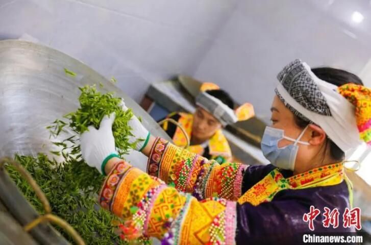 关于四川古蔺：苗乡春茶开采 尝春天第一口“鲜”的资讯
