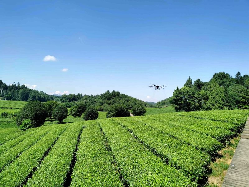 关于湄潭金花村集体茶园、中华村欧标茶园、群丰村欧标茶园基地、琦福苑茶叶基地、南截坝茶园基地的资讯