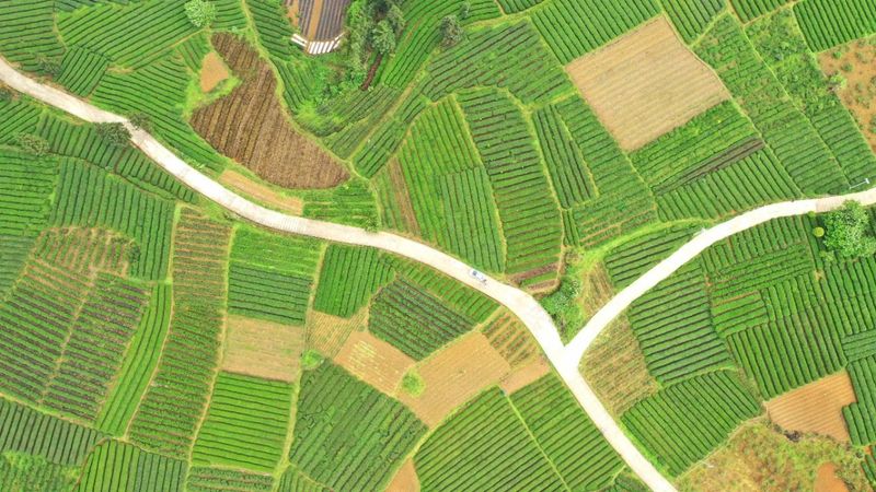 关于湄潭金花村集体茶园、中华村欧标茶园、群丰村欧标茶园基地、琦福苑茶叶基地、南截坝茶园基地的资讯(3)