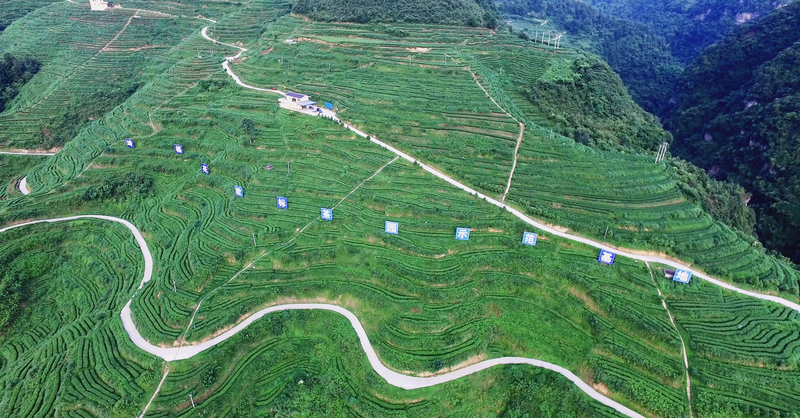 关于湄潭金花村集体茶园、中华村欧标茶园、群丰村欧标茶园基地、琦福苑茶叶基地、南截坝茶园基地的资讯(4)