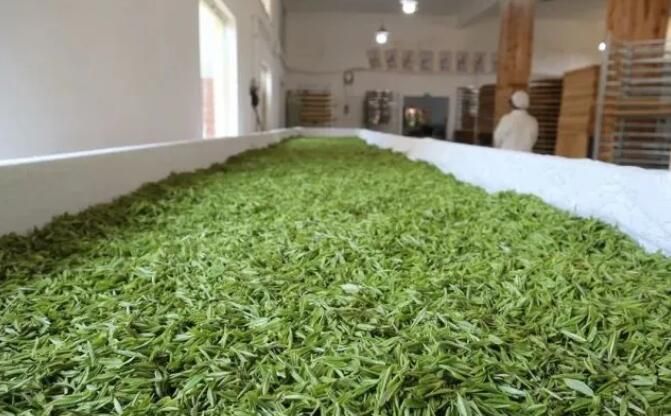 关于普定朵贝村：茶山春意浓 春茶采摘忙的相关内容(4)