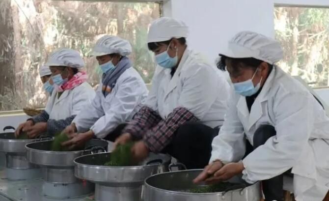 关于普定朵贝村：茶山春意浓 春茶采摘忙的相关内容(2)