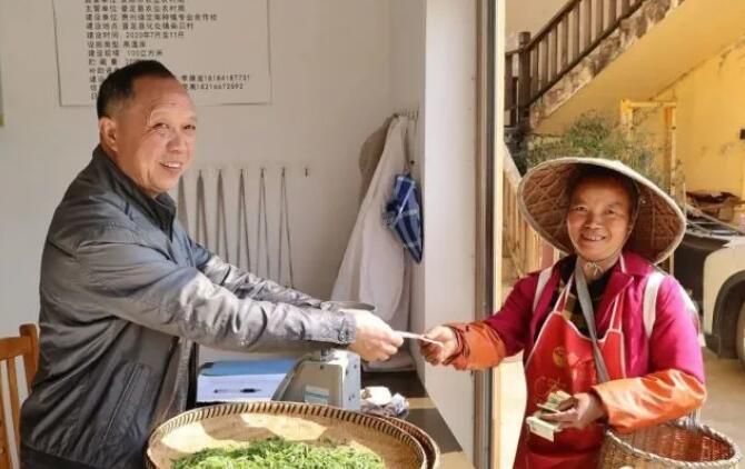 关于普定朵贝村：茶山春意浓 春茶采摘忙的相关内容(1)