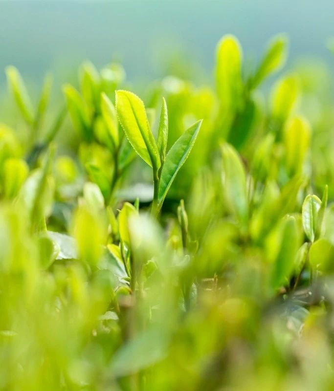 有关于观山阅海 峨眉雪芽春茶迎来开门红的相关内容(1)