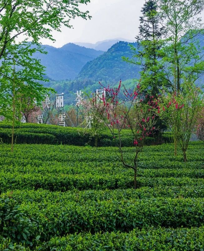 有关于观山阅海 峨眉雪芽春茶迎来开门红的相关内容(4)