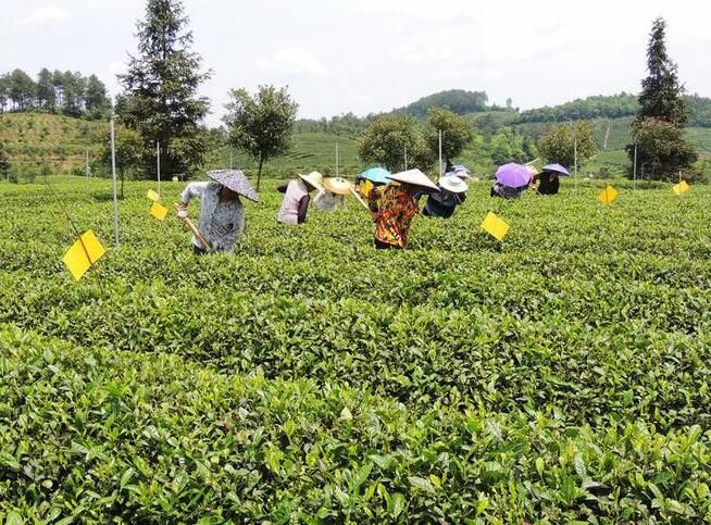 有关于工行余庆支行：金融春风吹起茶海绿浪的信息(4)