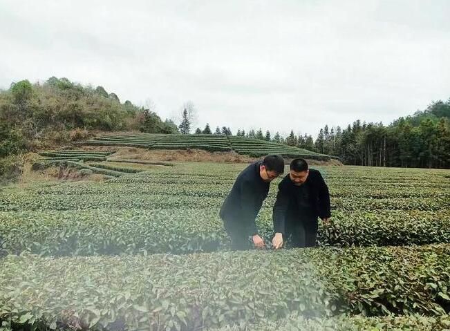 有关于工行余庆支行：金融春风吹起茶海绿浪的信息(2)