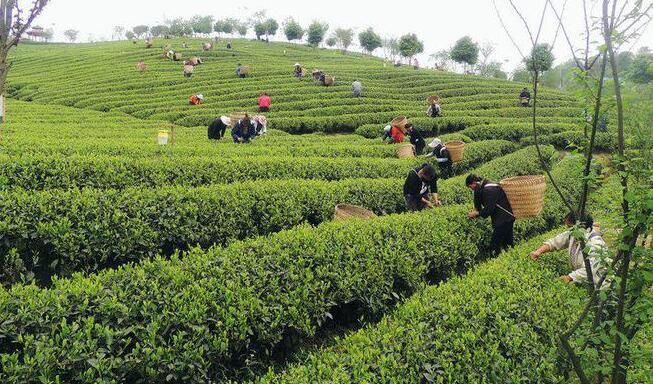 有关于工行余庆支行：金融春风吹起茶海绿浪的信息(3)