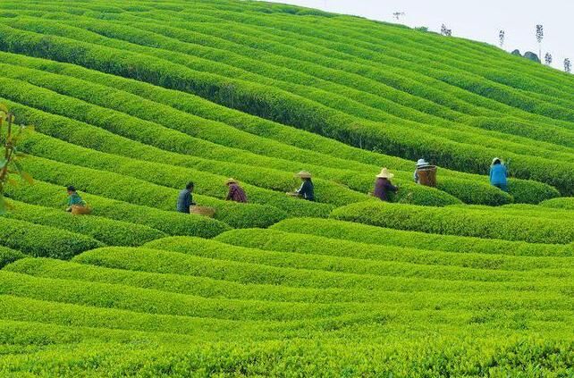 有关于工行余庆支行：金融春风吹起茶海绿浪的信息(1)