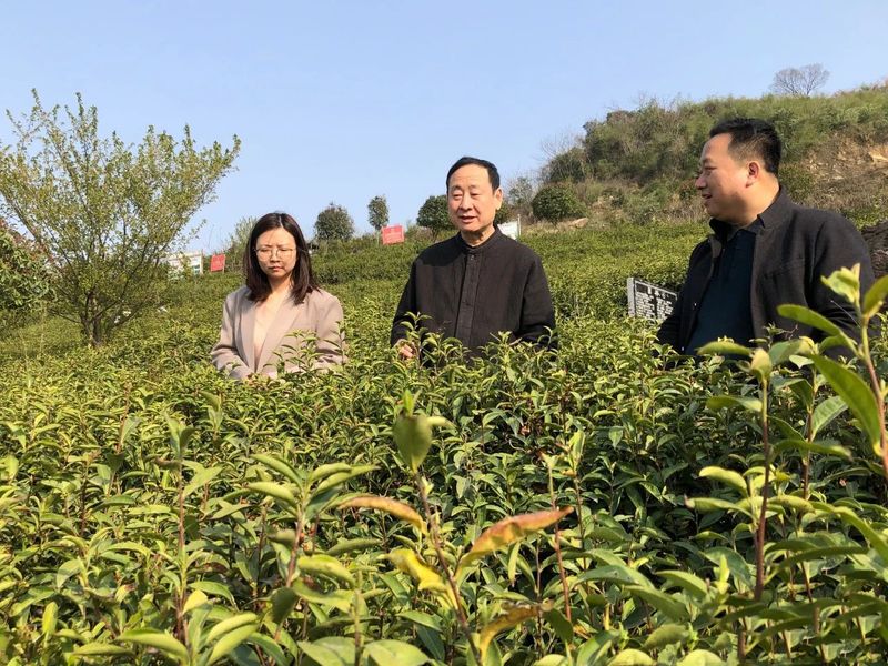 有关于开园啦！3·15诚信日，这些专家见证福山茶园芽头鲜！的新闻(3)