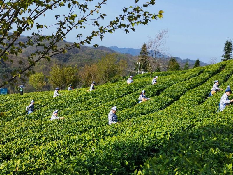 有关于开园啦！3·15诚信日，这些专家见证福山茶园芽头鲜！的新闻