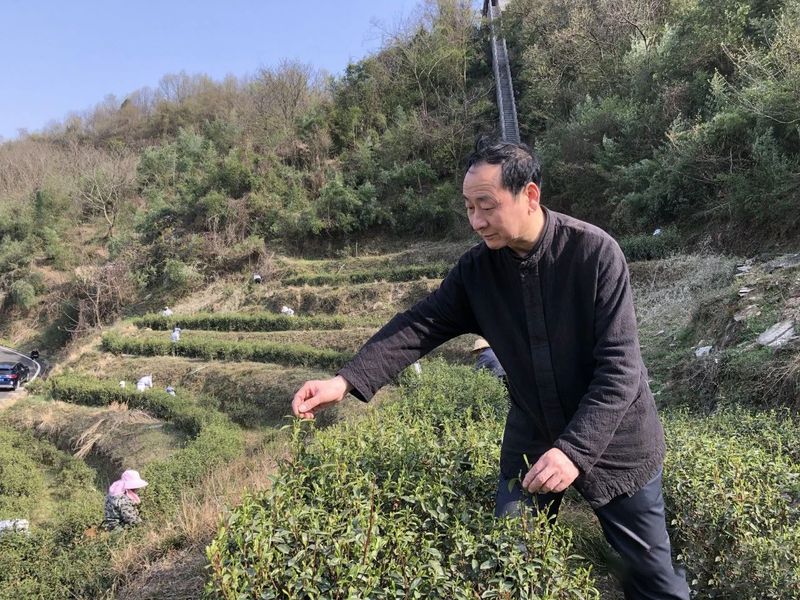 有关于开园啦！3·15诚信日，这些专家见证福山茶园芽头鲜！的新闻(2)