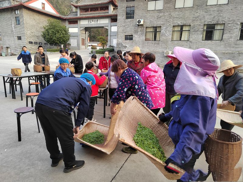 有关于开园啦！3·15诚信日，这些专家见证福山茶园芽头鲜！的新闻(5)