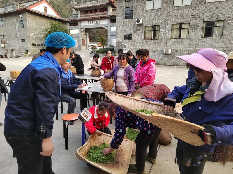 有关于开园啦！3·15诚信日，这些专家见证福山茶园芽头鲜！的新闻(6)
