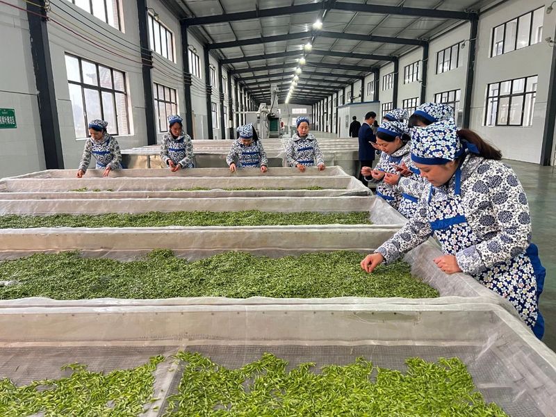 有关于开园啦！3·15诚信日，这些专家见证福山茶园芽头鲜！的新闻(10)