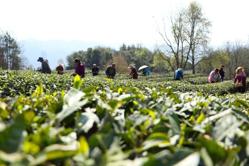关于红丝乡 一芽一绿一抹香 一人一篓采茶忙的最新消息