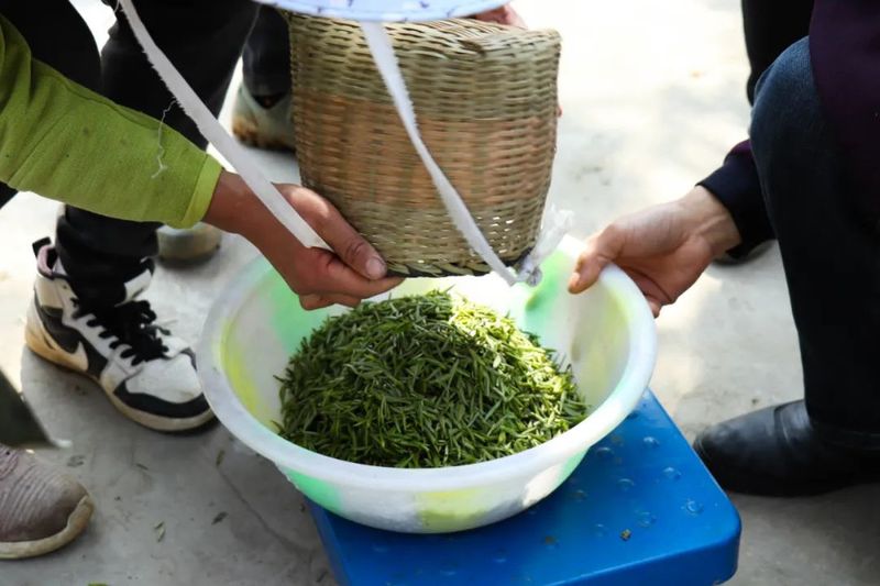 关于红丝乡 一芽一绿一抹香 一人一篓采茶忙的最新消息(7)