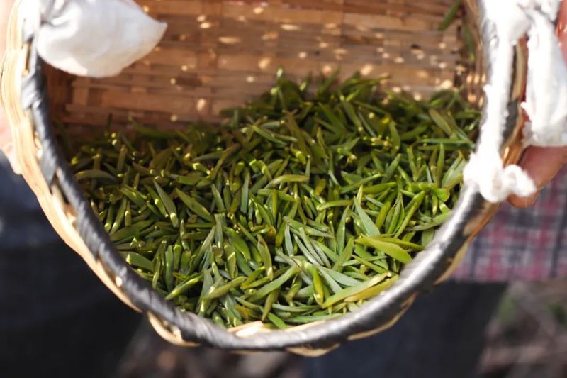 关于红丝乡 一芽一绿一抹香 一人一篓采茶忙的最新消息(5)