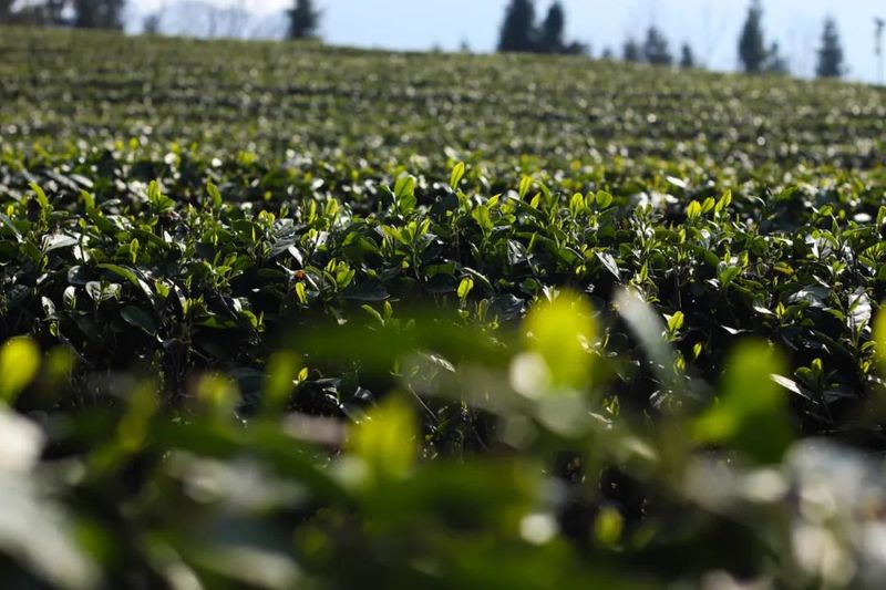 关于红丝乡 一芽一绿一抹香 一人一篓采茶忙的最新消息(2)