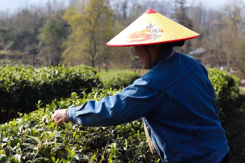 关于红丝乡 一芽一绿一抹香 一人一篓采茶忙的最新消息(6)
