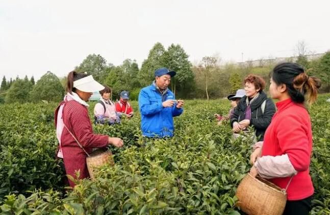 有关于清镇市红枫湖畔首批春茶抢“鲜”开采的信息(4)