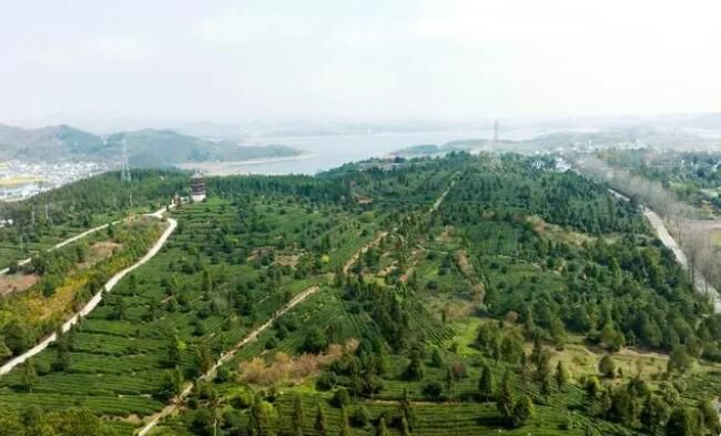 有关于清镇市红枫湖畔首批春茶抢“鲜”开采的信息