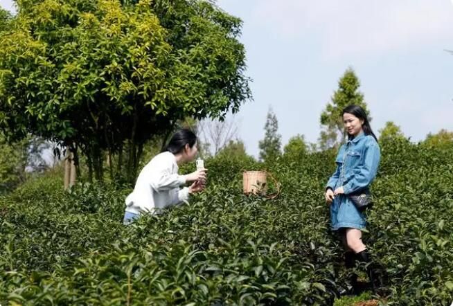 有关于清镇市红枫湖畔首批春茶抢“鲜”开采的信息(9)