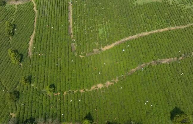 有关于清镇市红枫湖畔首批春茶抢“鲜”开采的信息(1)