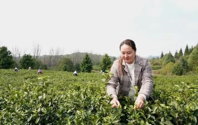 有关于清镇市红枫湖畔首批春茶抢“鲜”开采的信息(2)