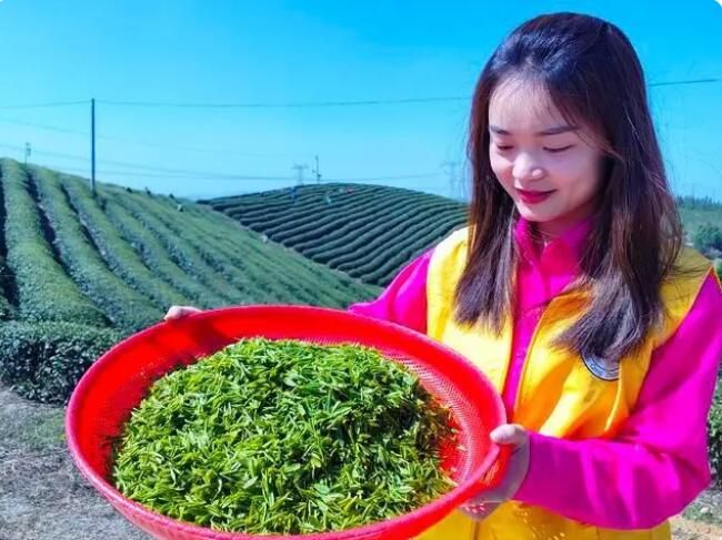 关于赤壁市娘娘山2023年明前茶开采的新闻(2)