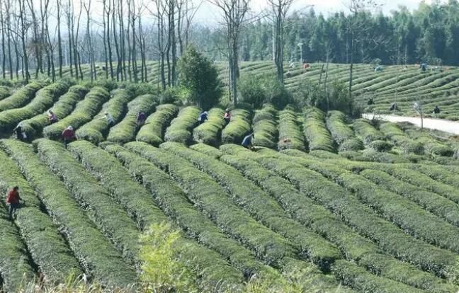 关于赤壁市娘娘山2023年明前茶开采的新闻(4)
