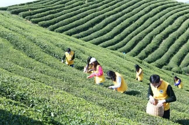 关于赤壁市娘娘山2023年明前茶开采的新闻(5)