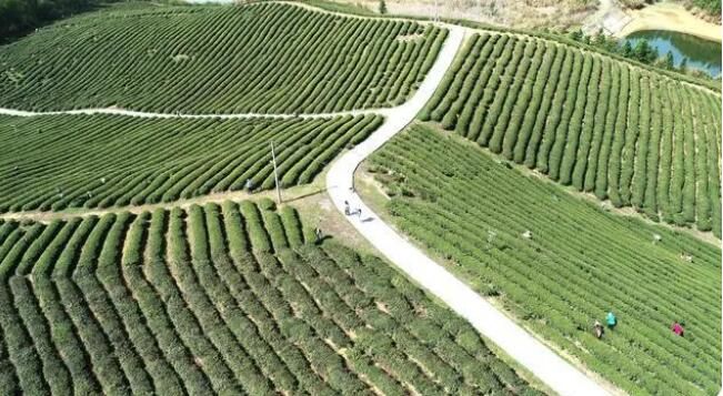 关于赤壁市娘娘山2023年明前茶开采的新闻