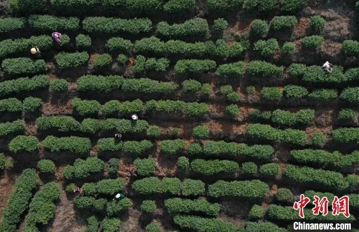 有关于中新网关注丹寨春茶开采的信息(2)