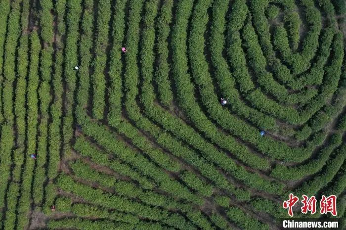 有关于中新网关注丹寨春茶开采的信息(1)
