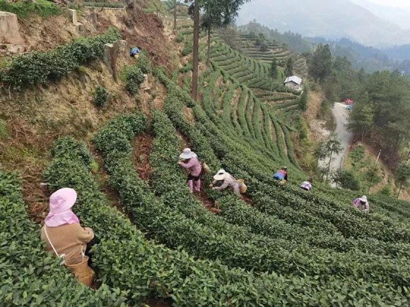 有关于中新网关注丹寨春茶开采的信息(5)