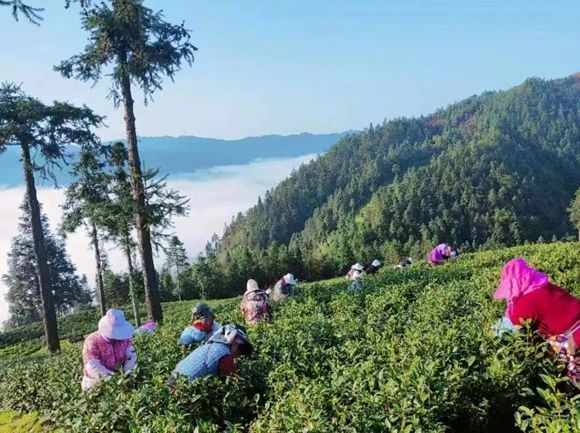 有关于中新网关注丹寨春茶开采的信息(6)