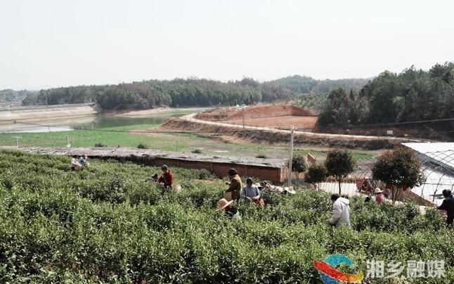 有关于湘乡：茶园春意浓 春茶“抢鲜”采的最新消息